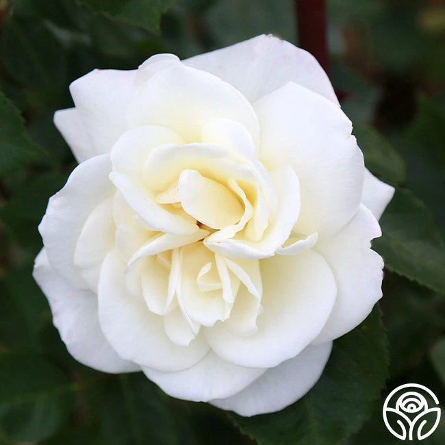 Saratoga 4 Saratoga - Image 4