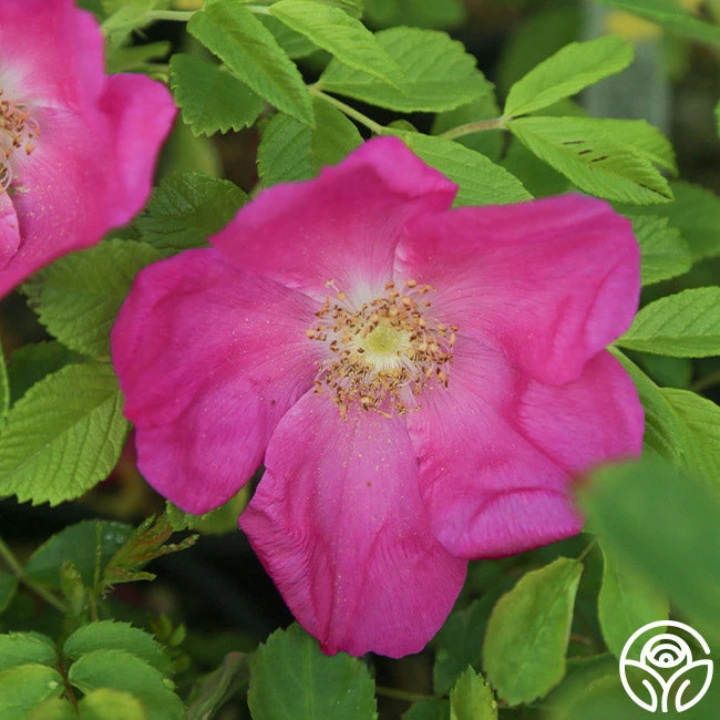 Scabrosa 2 Scabrosa - Image 2