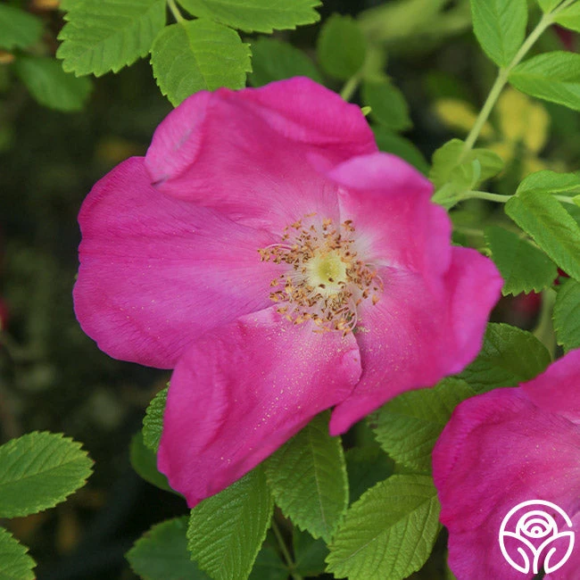 Scabrosa 4 Scabrosa - Image 4