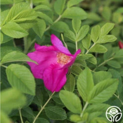 Scabrosa 7 Scabrosa -Precisiom Store Scabrosa 03