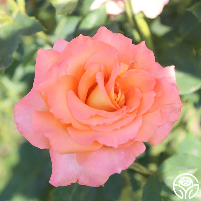 Seventh Heaven 2 Seventh Heaven - Image 2