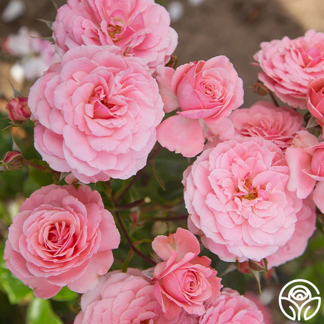 Sexy Rexy® 1 Sexy Rexy®