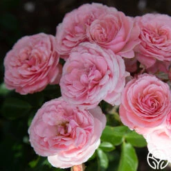 Sexy Rexy® 24 Sexy Rexy® -Precisiom Store Sexy Rexy 2145