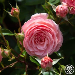 Sexy Rexy® 18 Sexy Rexy® -Precisiom Store Sexy Rexy0 325