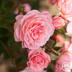 Sexy Rexy® 16 Sexy Rexy® -Precisiom Store Sexy Rexy 12