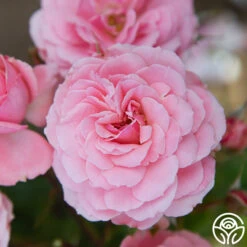 Sexy Rexy® 21 Sexy Rexy® -Precisiom Store Sexy Rexy 13