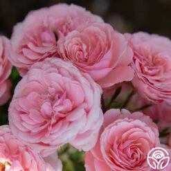 Sexy Rexy® 20 Sexy Rexy® -Precisiom Store Sexy Rexy 14