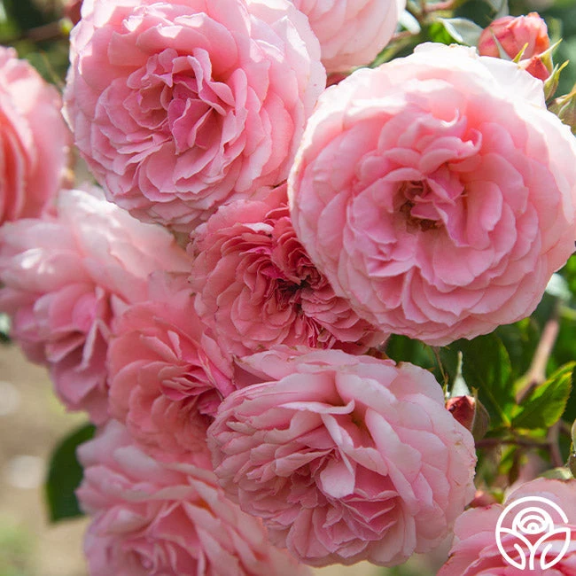 Sexy Rexy® 2 Sexy Rexy® - Image 2