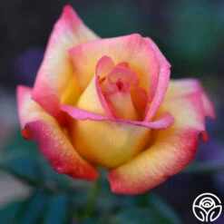 Sheila's Perfume 29 Sheila's Perfume -Precisiom Store Sheila s Perfume 11 01b0fbde 44da 4776 bd16 0a1ab6093ddc