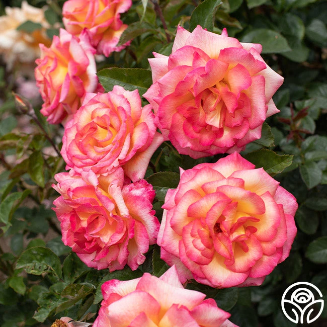 Sheila's Perfume 2 Sheila's Perfume - Image 2