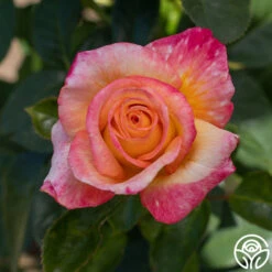 Sheila's Perfume 26 Sheila's Perfume -Precisiom Store Sheila s Perfume 12 15d50d02 1ffc 4bb7 bcce f0f22fcbda16