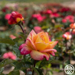 Sheila's Perfume 21 Sheila's Perfume -Precisiom Store Sheila s Perfume 13