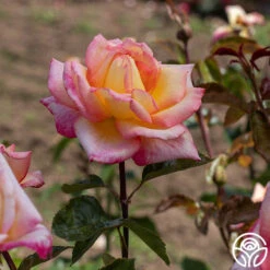 Sheila's Perfume 18 Sheila's Perfume -Precisiom Store Sheila s Perfume 18