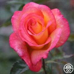 Sheila's Perfume 25 Sheila's Perfume -Precisiom Store Sheila s Perfume 20