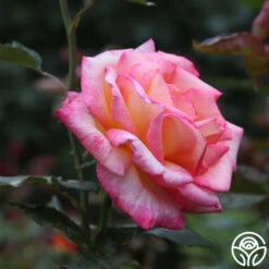 Sheila's Perfume 28 Sheila's Perfume -Precisiom Store Sheila s Perfume 21