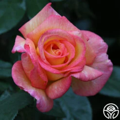 Sheila's Perfume 22 Sheila's Perfume -Precisiom Store Sheila s Perfume 23