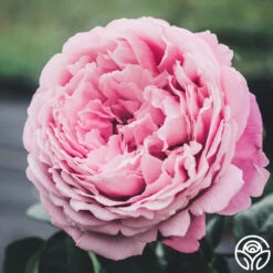 Sister Emmanuelle™ 8 Sister Emmanuelle™ -Precisiom Store Sister Emmanuelle 13