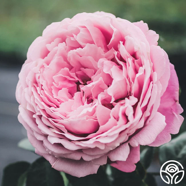 Sister Emmanuelle™ 4 Sister Emmanuelle™ - Image 4