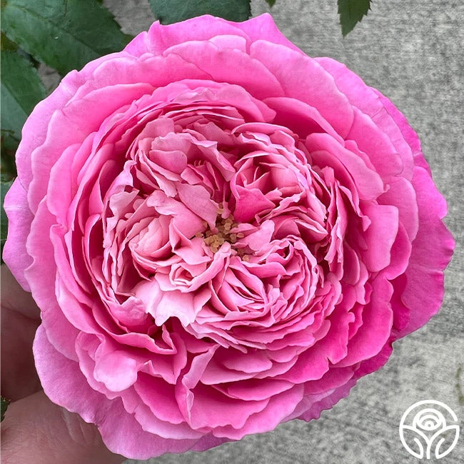 Sister Emmanuelle™ 3 Sister Emmanuelle™ - Image 3