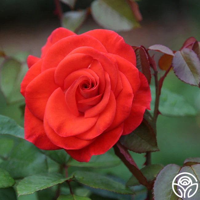 Smokin’ Hot™ 8 Smokin’ Hot™ - Image 8