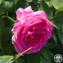 Souvenir Du Président Lincoln -Precisiom Store Souvenir du President Lincoln 13