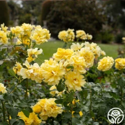 Sparkle & Shine™ 14 Sparkle & Shine™ -Precisiom Store Sparkle Shine 01