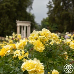 Sparkle & Shine™ 18 Sparkle & Shine™ -Precisiom Store Sparkle Shine 03