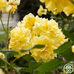 Sparkle & Shine™ 21 Sparkle & Shine™ -Precisiom Store Sparkle Shine 04