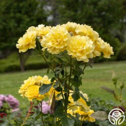 Sparkle & Shine™ 15 Sparkle & Shine™ -Precisiom Store Sparkle Shine 05