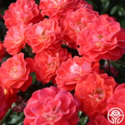 Spirit Abundance™ -Precisiom Store Spirit Abundance 11