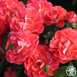 Spirit Abundance™ -Precisiom Store Spirit Abundance 14