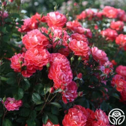 Spirit Abundance™ -Precisiom Store Spirit Abundance 16