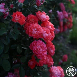 Spirit Abundance™ -Precisiom Store Spirit Abundance 17