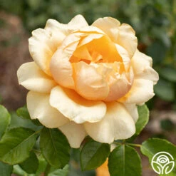 St. Tropez -Precisiom Store St Tropez 04