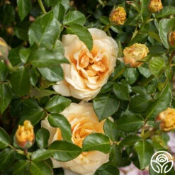 St. Tropez -Precisiom Store St. Tropex 13