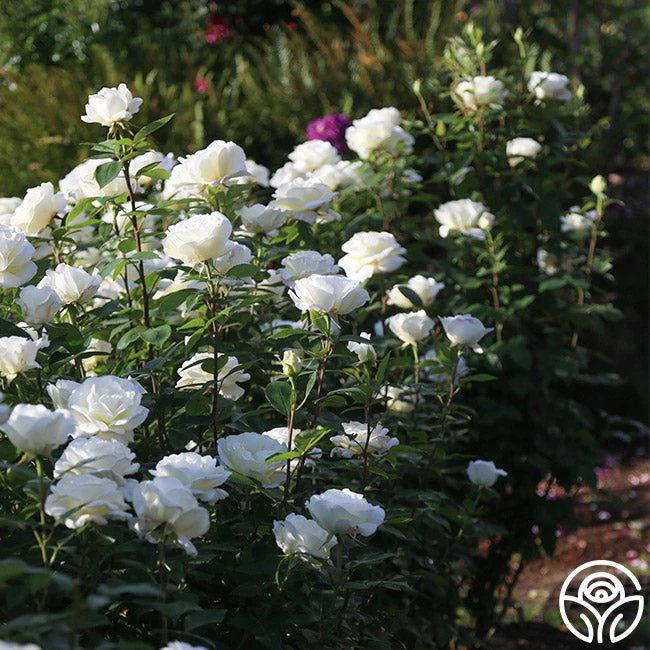 Sugar Moon 2 Sugar Moon - Image 2