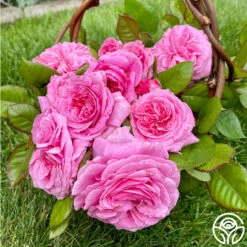 Parfuma® Summer Romance -Precisiom Store Summer Romance 10