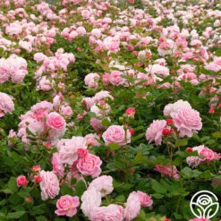 Parfuma® Summer Romance -Precisiom Store Summer Romance 11