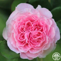 Parfuma® Summer Romance -Precisiom Store Summer Romance 125