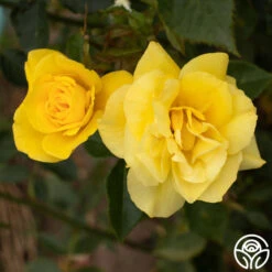 Sun Flare 6 Sun Flare -Precisiom Store Sun Flare 11