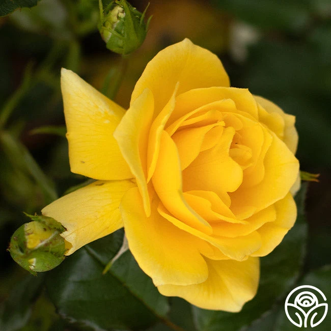 Sun Flare 4 Sun Flare - Image 4