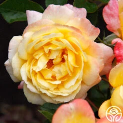 Sunny Abundance -Precisiom Store Sunny Abundance 11