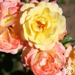 Sunny Abundance -Precisiom Store Sunny Abundance 12