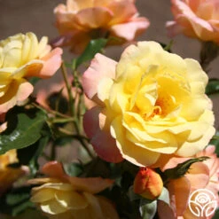 Sunny Abundance -Precisiom Store Sunny Abundance 13