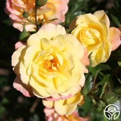 Sunny Abundance -Precisiom Store Sunny Abundance 15