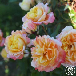 Sunny Abundance -Precisiom Store Sunny Abundance 24