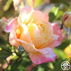 Sunny Abundance -Precisiom Store Sunny Abundance 25