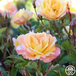 Sunny Abundance -Precisiom Store Sunny Abundance 28