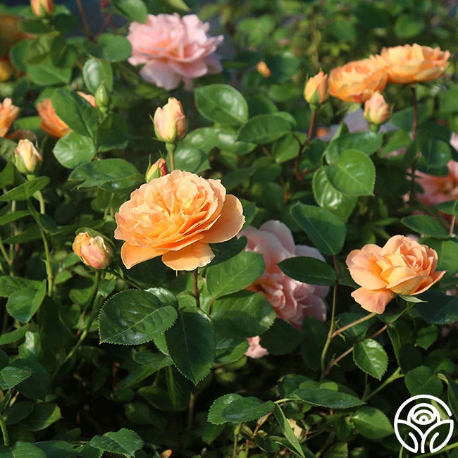 Tatin 8 Tatin - Image 8