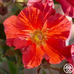 Tawny Tiger 12 Tawny Tiger -Precisiom Store Tawny Tiger 02